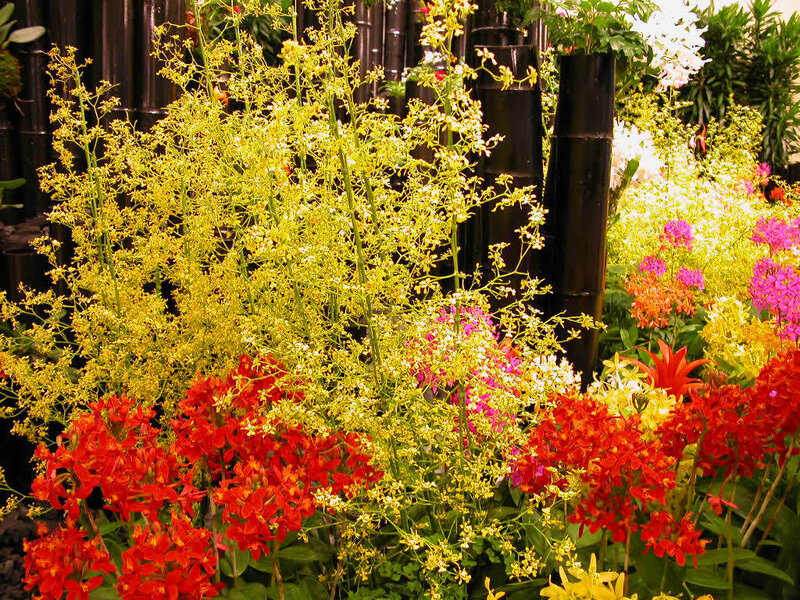 Colorful Orchid Display — Yellow, Vibrant