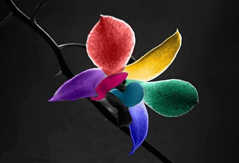 Colorful Orchid Flower