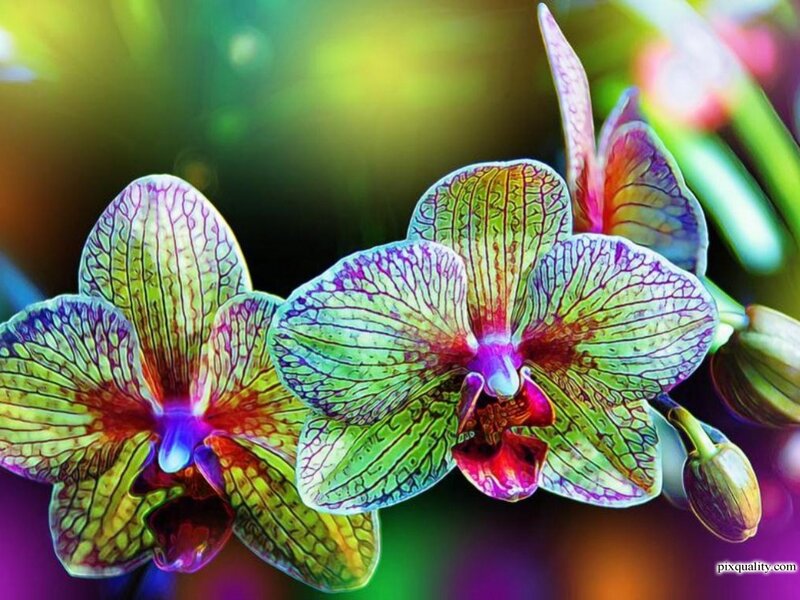 Colorful Orchid Flowers — Green