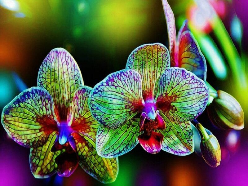 Colorful Orchid Flowers — Green, Vibrant
