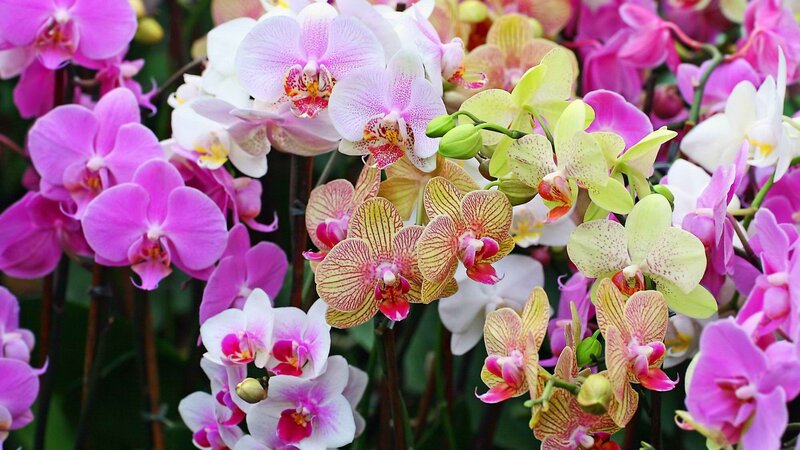 Colorful Orchid Flowers — Pink, Vibrant, Photograph, Bloom, Greenery