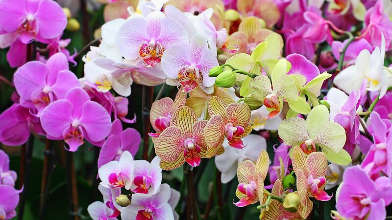 Colorful Orchid Flowers — Pink, Vibrant, Photograph, Bloom