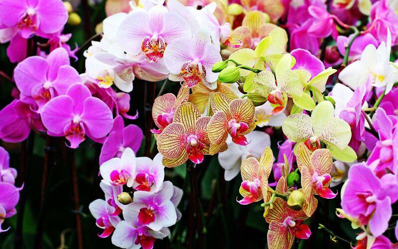 Colorful Orchid Flowers — Pink, Vibrant, Photograph