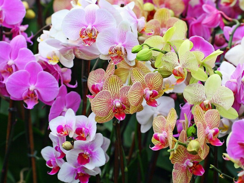 Colorful Orchid Flowers — Pink, Vibrant
