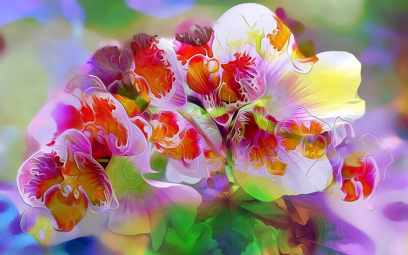 Colorful Orchid Flowers — Purple