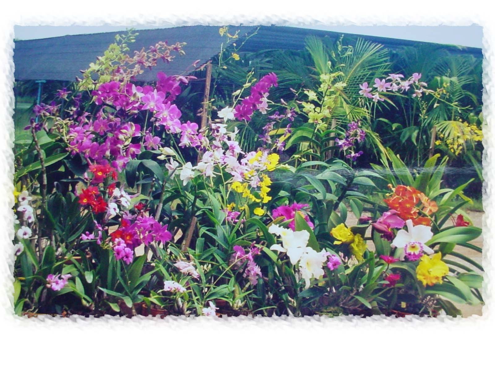 Colorful orchid garden
