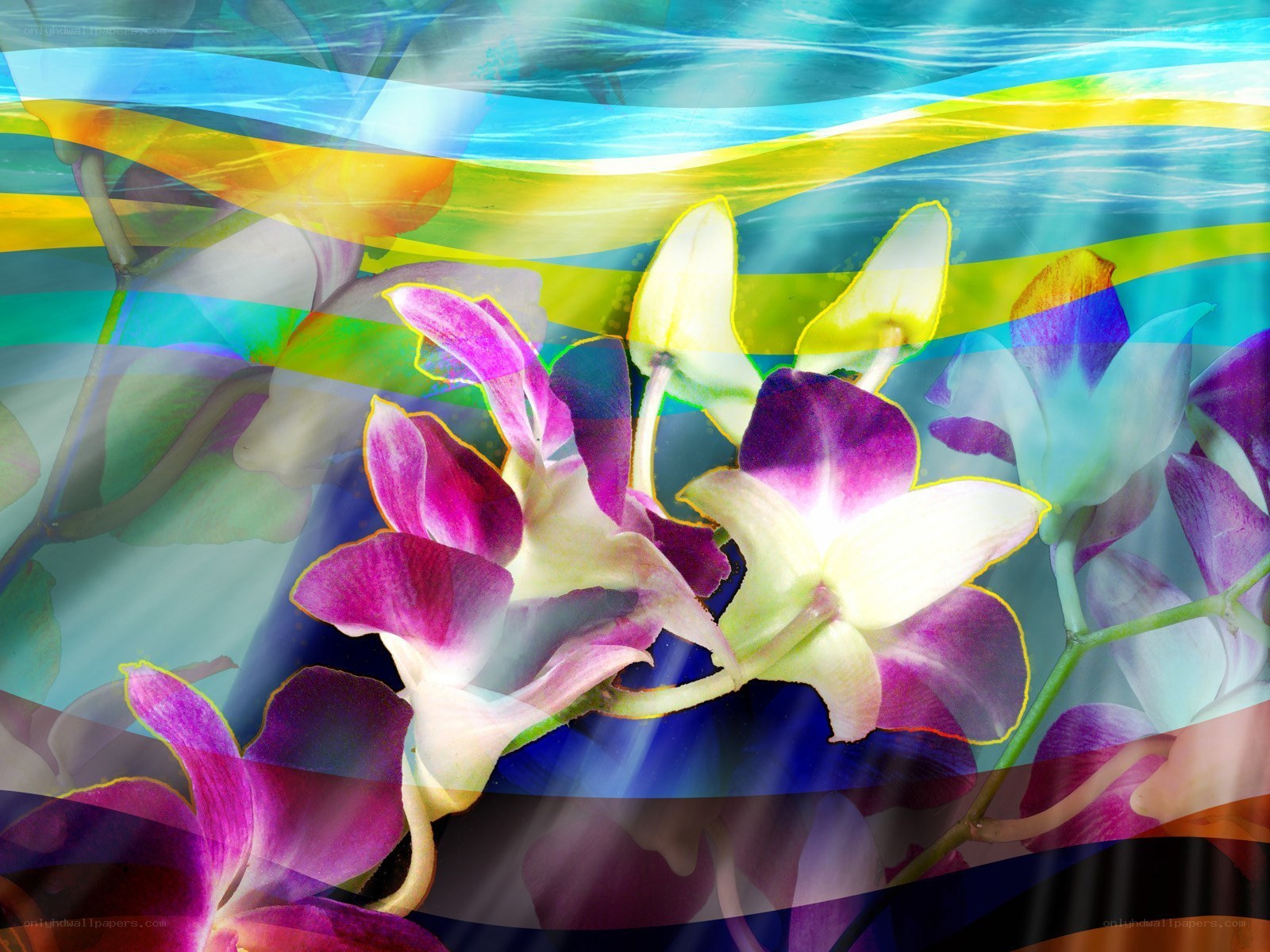 Colorful orchid with abstract background