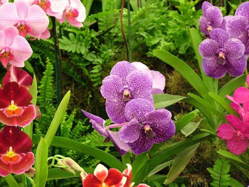 Colorful orchids in a garden