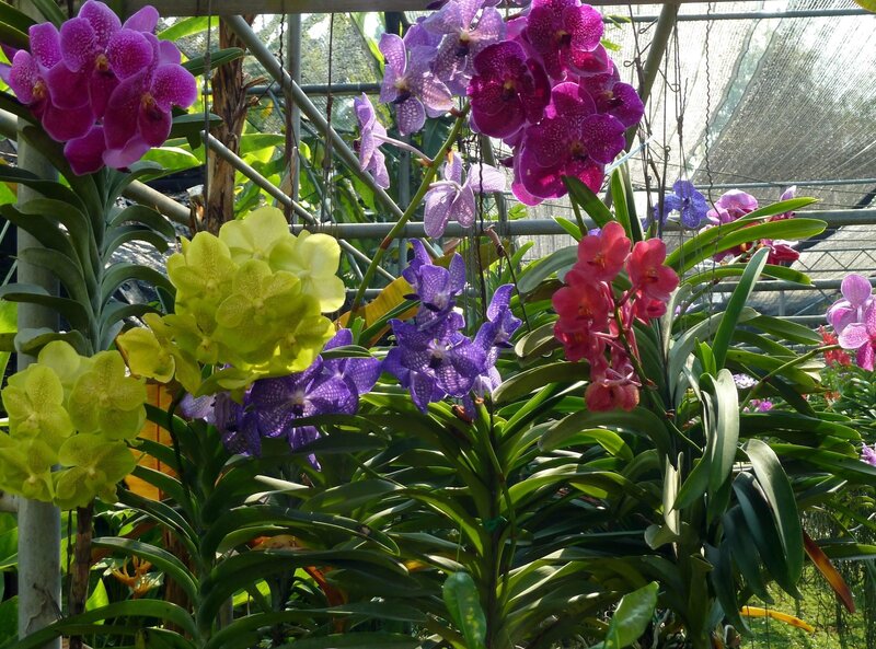 Colorful orchids in a greenhouse