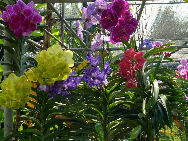 Colorful orchids in a greenhouse