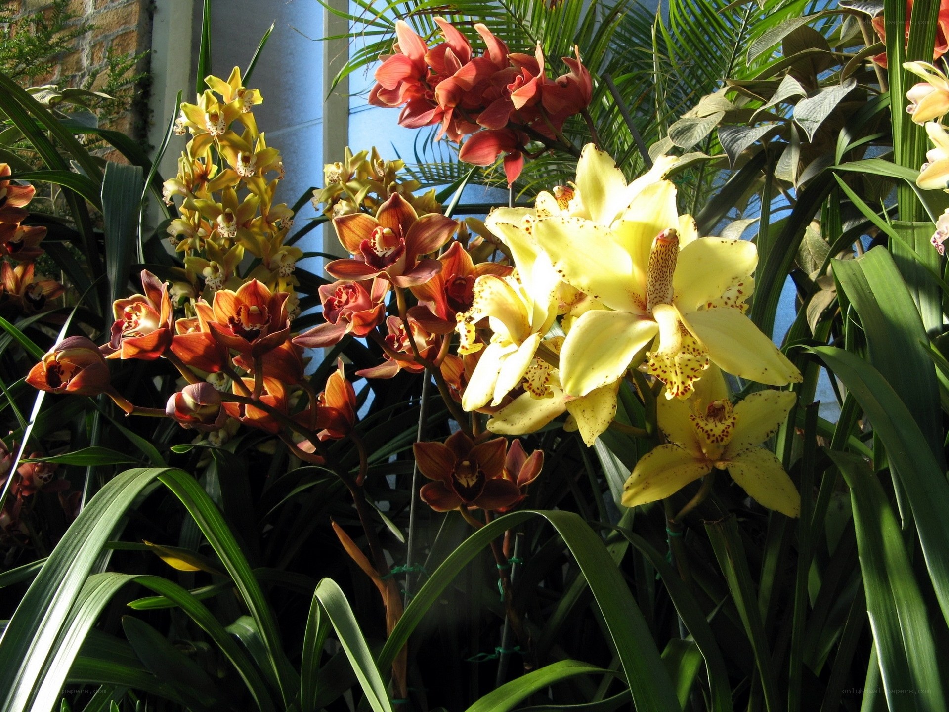 Colorful orchids in a greenhouse