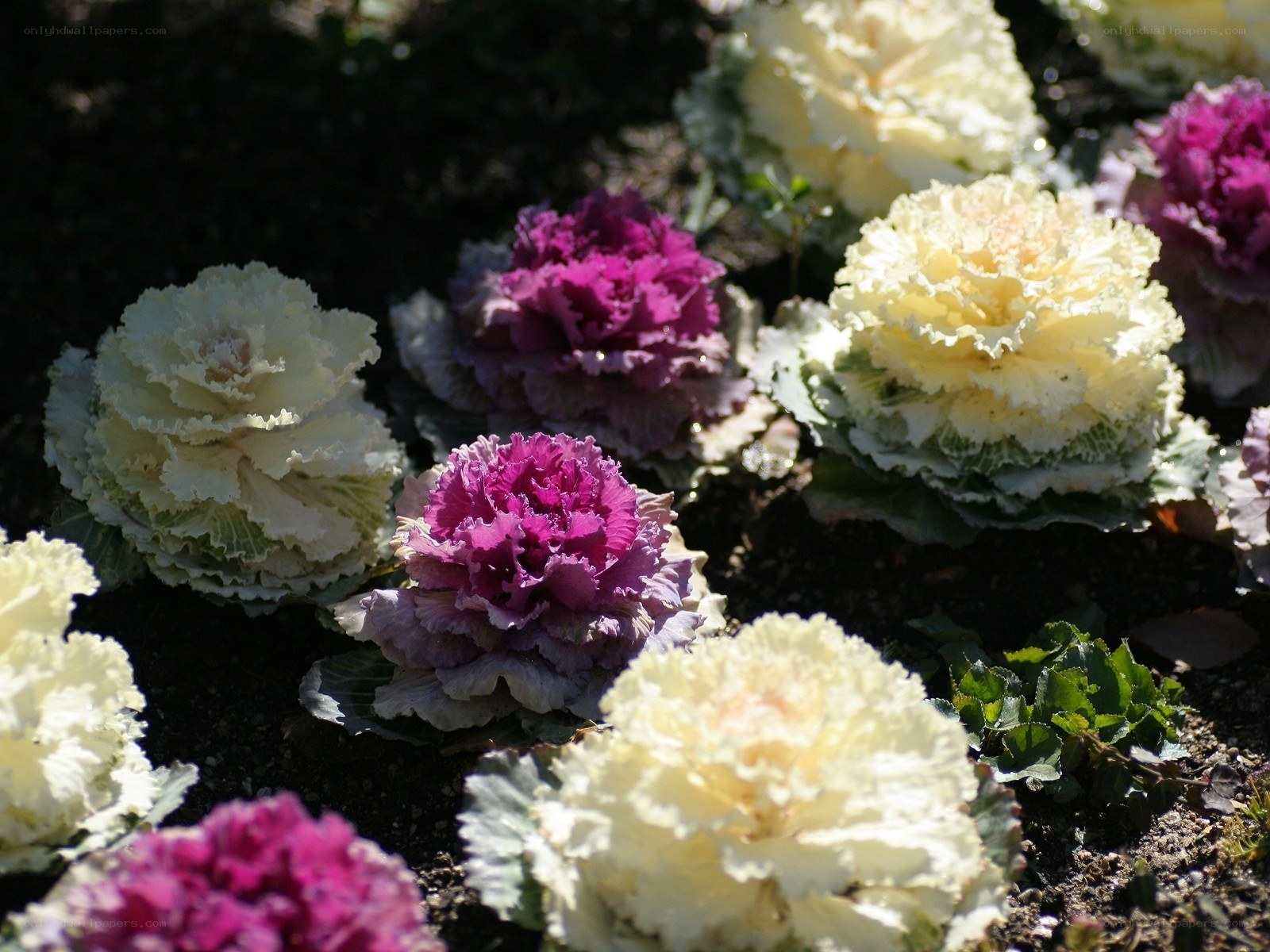 Colorful ornamental cabbages