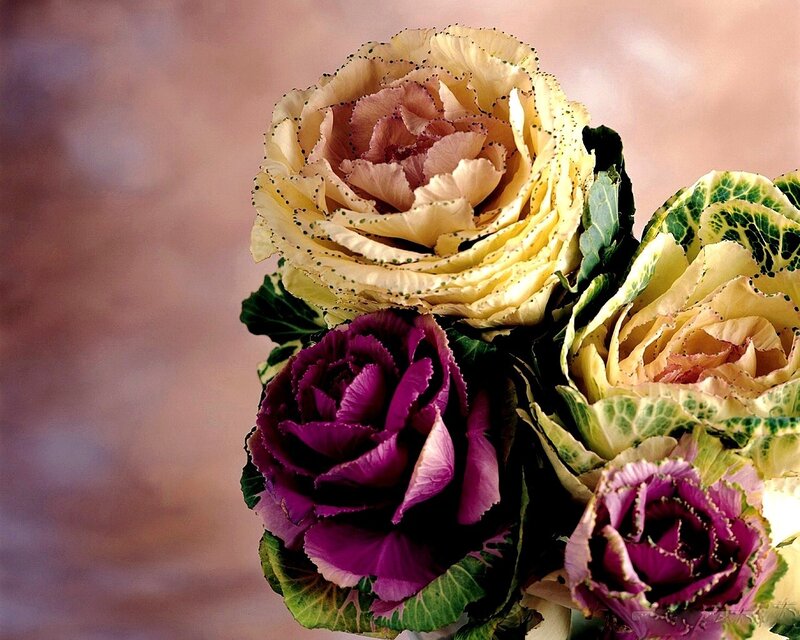 Colorful ornamental kale flowers