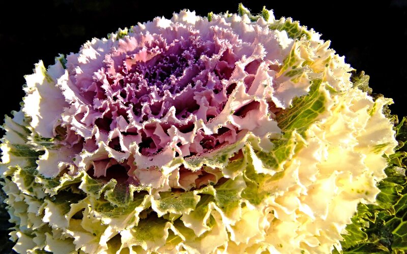 Colorful ornamental kale