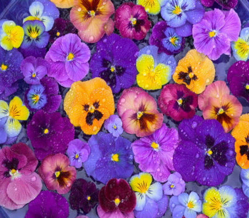 Colorful pansies floating in water