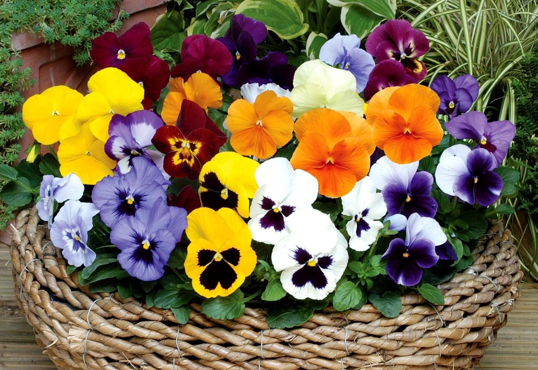 Colorful pansies in a basket
