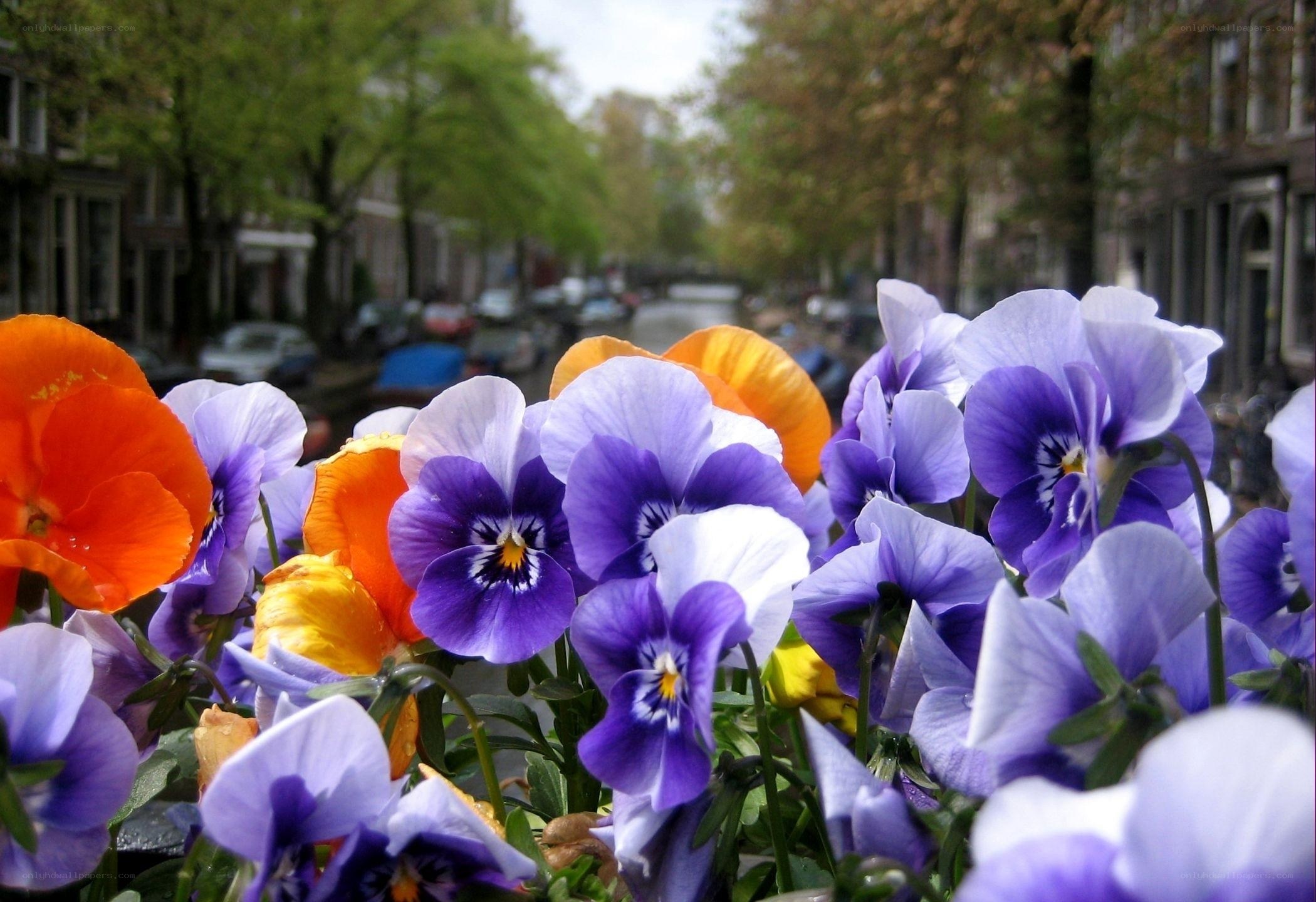 Colorful pansies in a city street