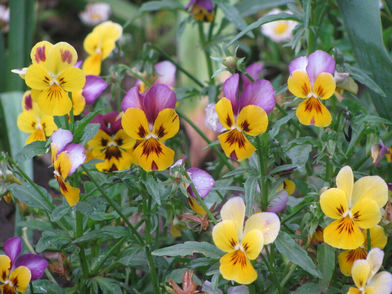 Colorful pansies in a garden