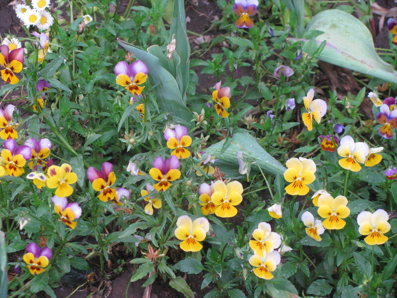 Colorful pansies in a garden