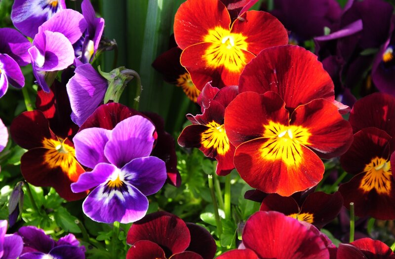 Colorful pansies in a garden