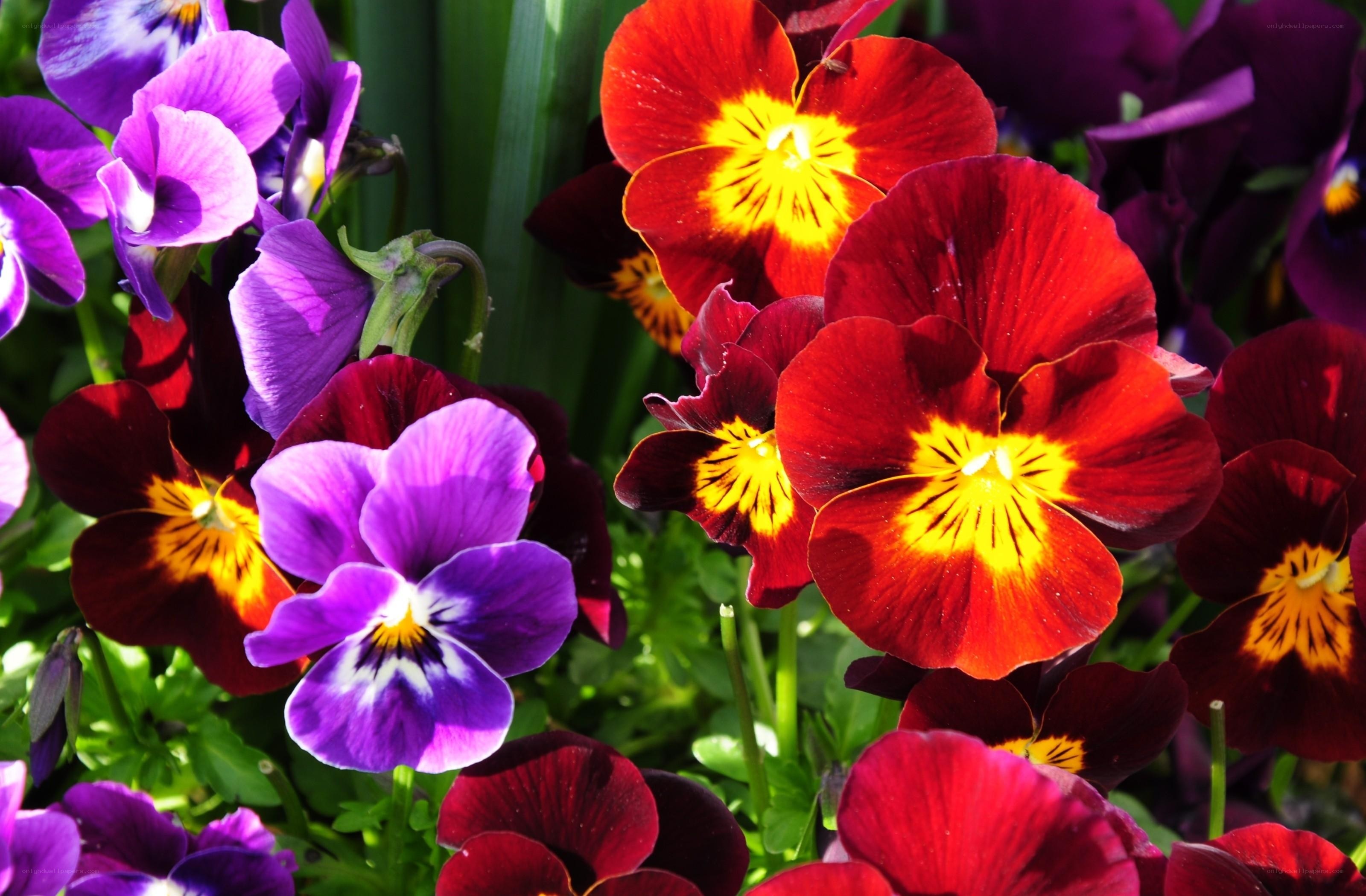 Colorful pansies in a garden