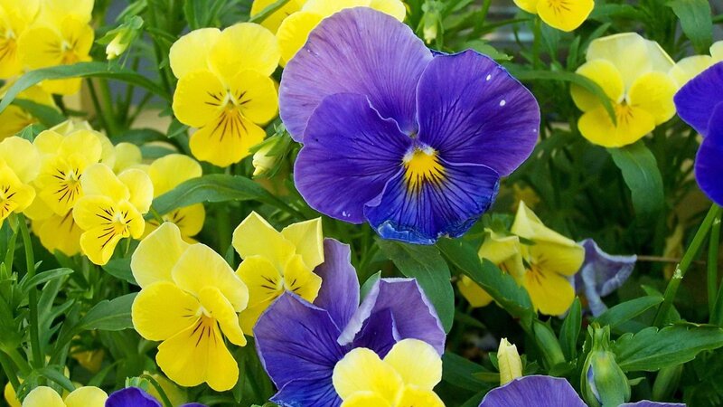 Colorful pansies in a garden