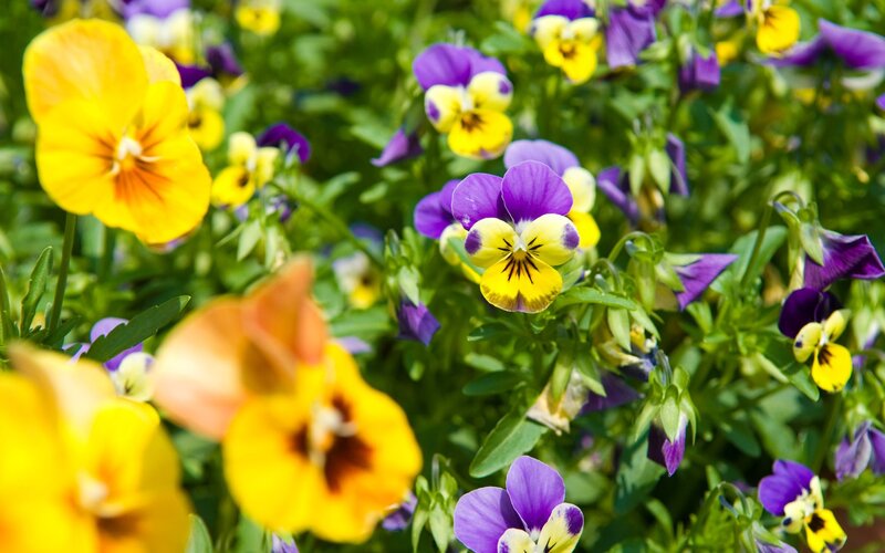 Colorful pansies in a garden