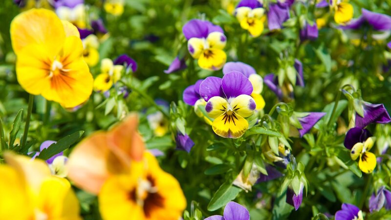 Colorful pansies in a garden