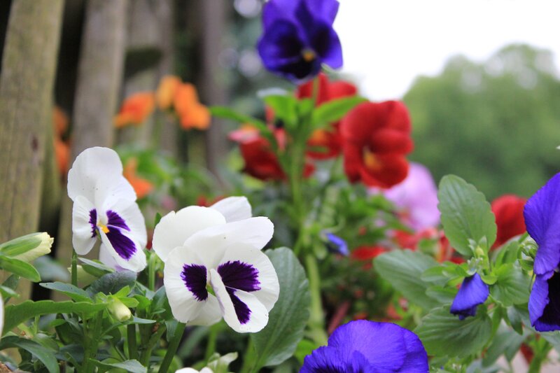 Colorful pansies in a garden