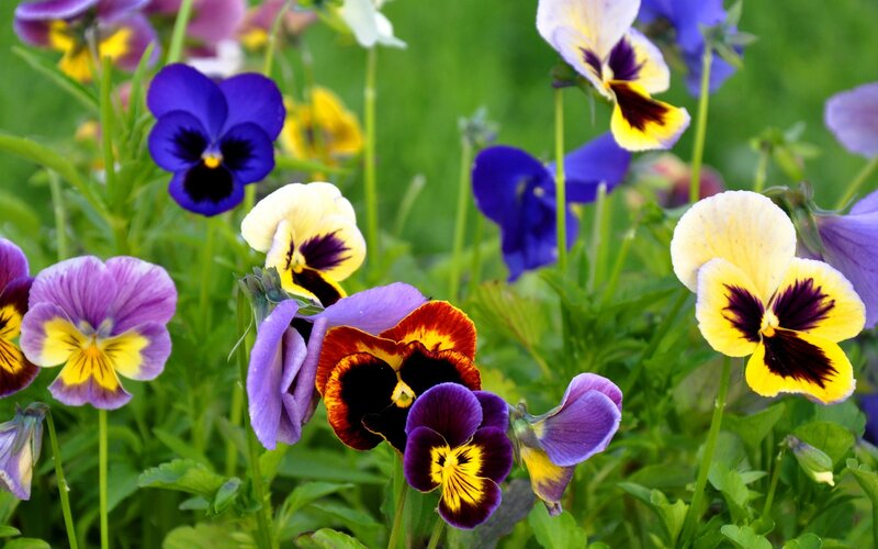 Colorful pansies in a garden