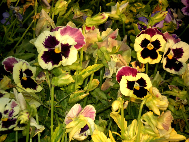Colorful pansies in a garden