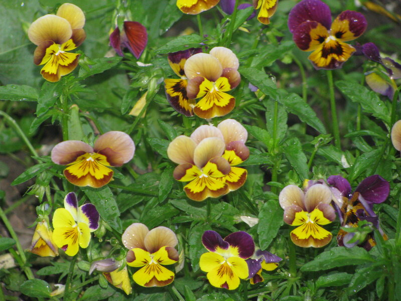 Colorful pansies in a garden