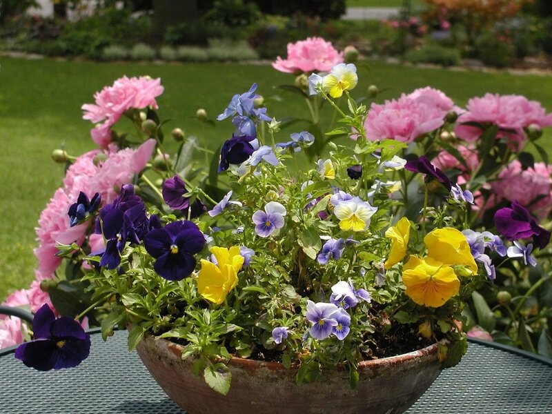 Colorful pansies in a garden bowl