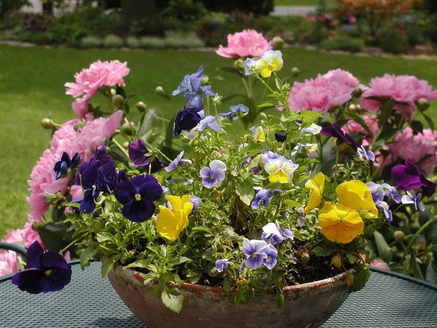 Colorful pansies in a garden bowl