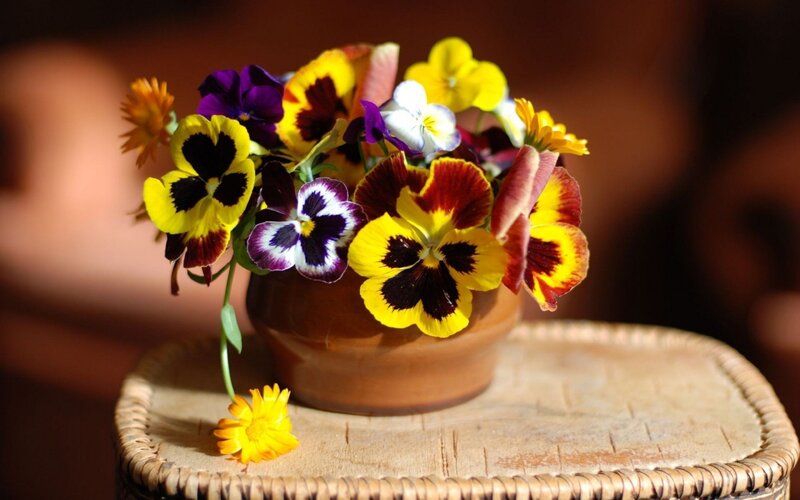 Colorful pansies in a vase
