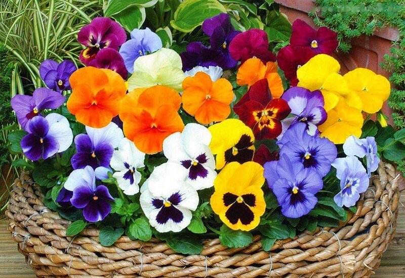 Colorful Pansies in Basket — Purple