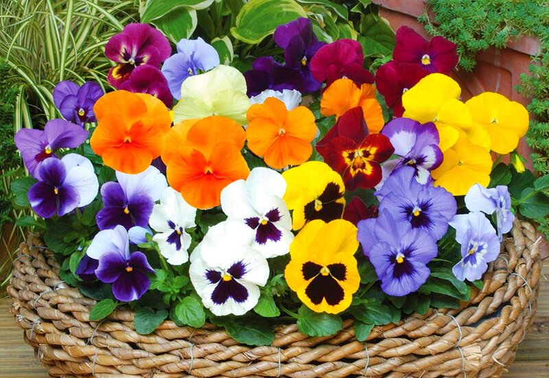 Colorful Pansies in Basket