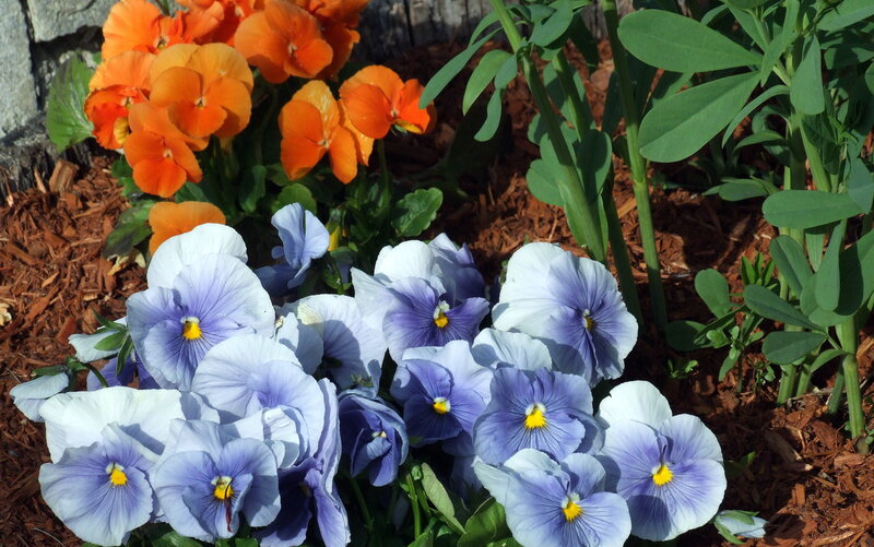 Colorful pansies in garden bed