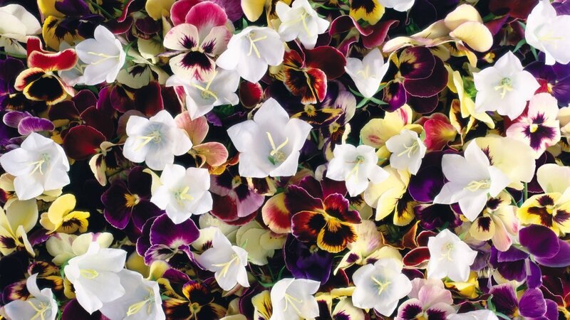 Colorful Pansy and Bellflower