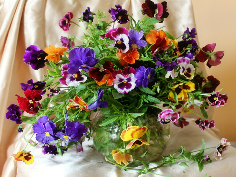 Colorful Pansy Bouquet — Purple