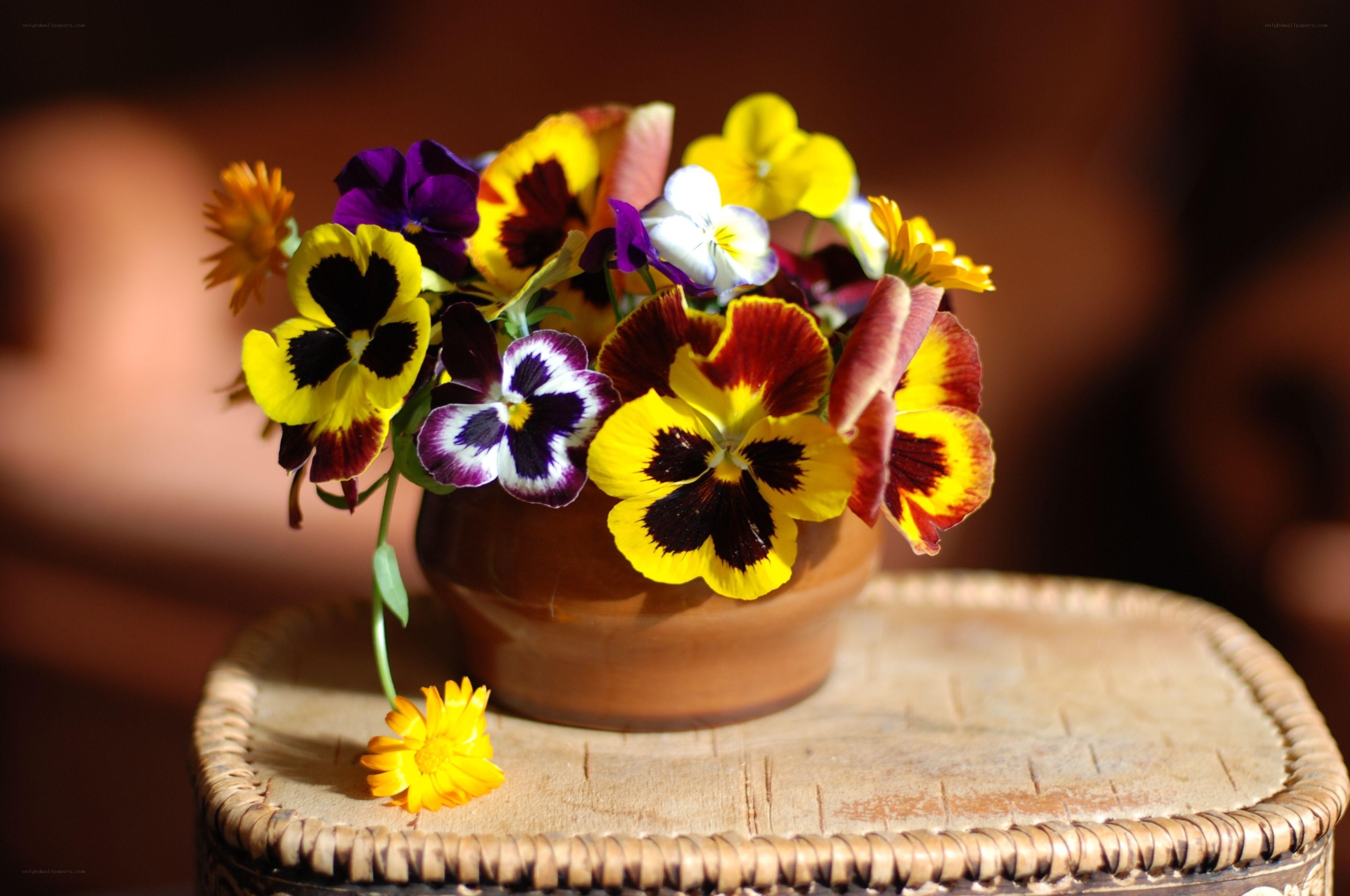 Colorful pansy bouquet