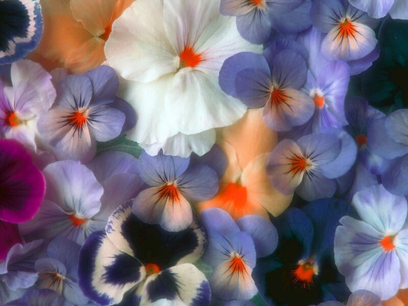 Colorful pansy flower arrangement