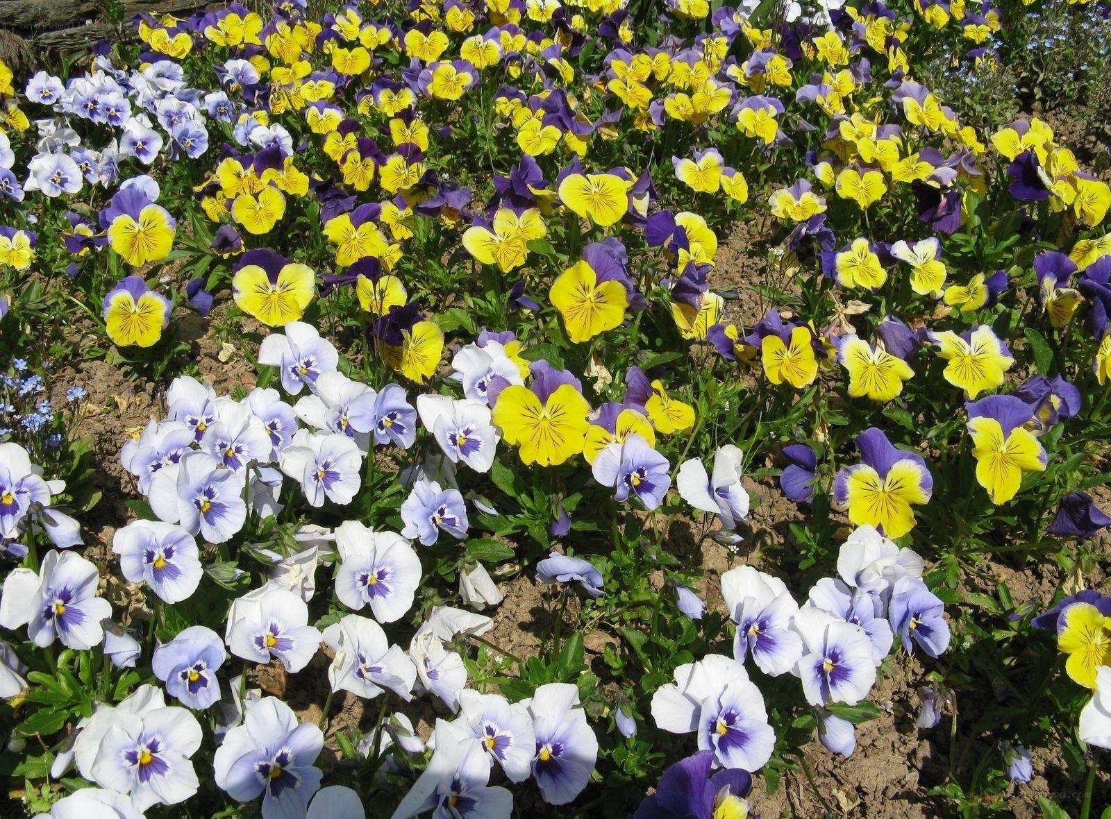 Colorful pansy flower bed