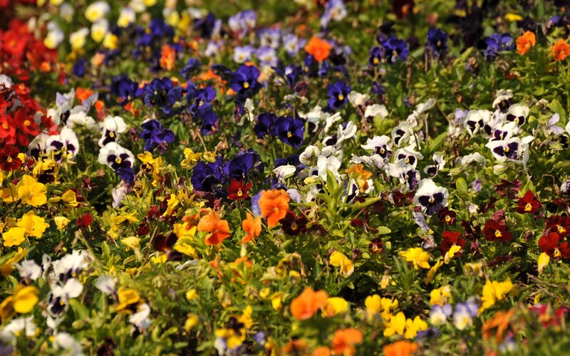 Colorful pansy flower bed
