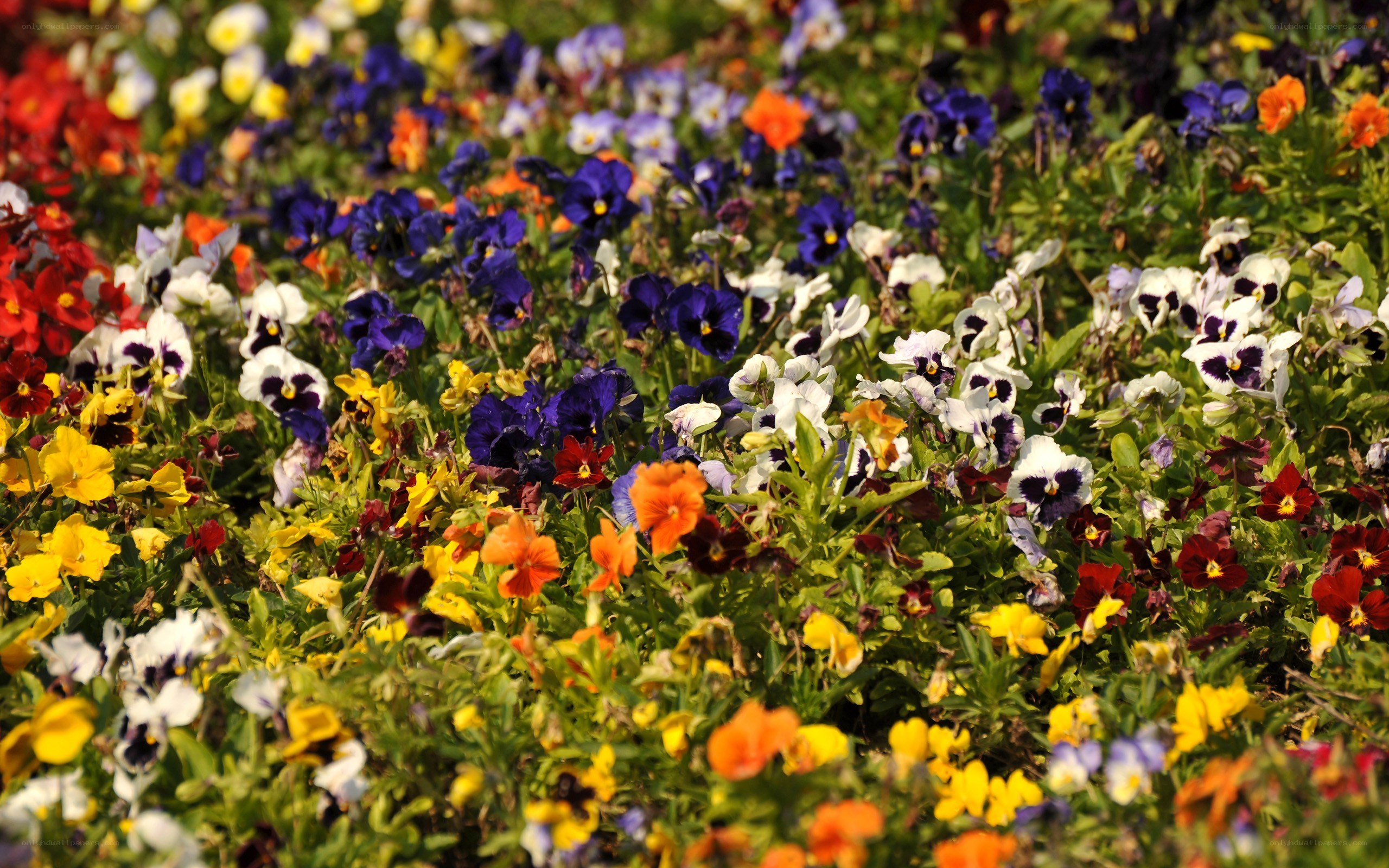 Colorful pansy flower bed