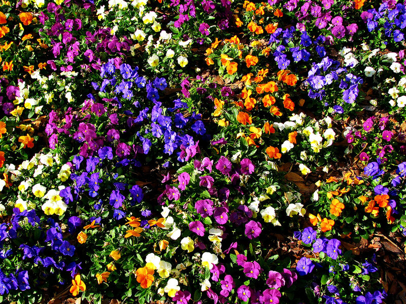 Colorful pansy flower bed