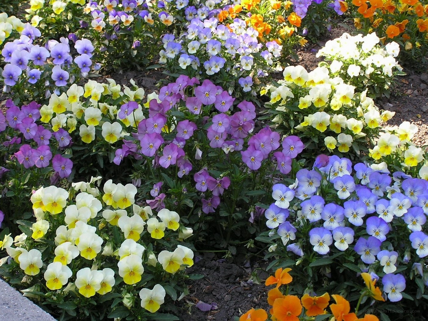 Colorful pansy flower bed