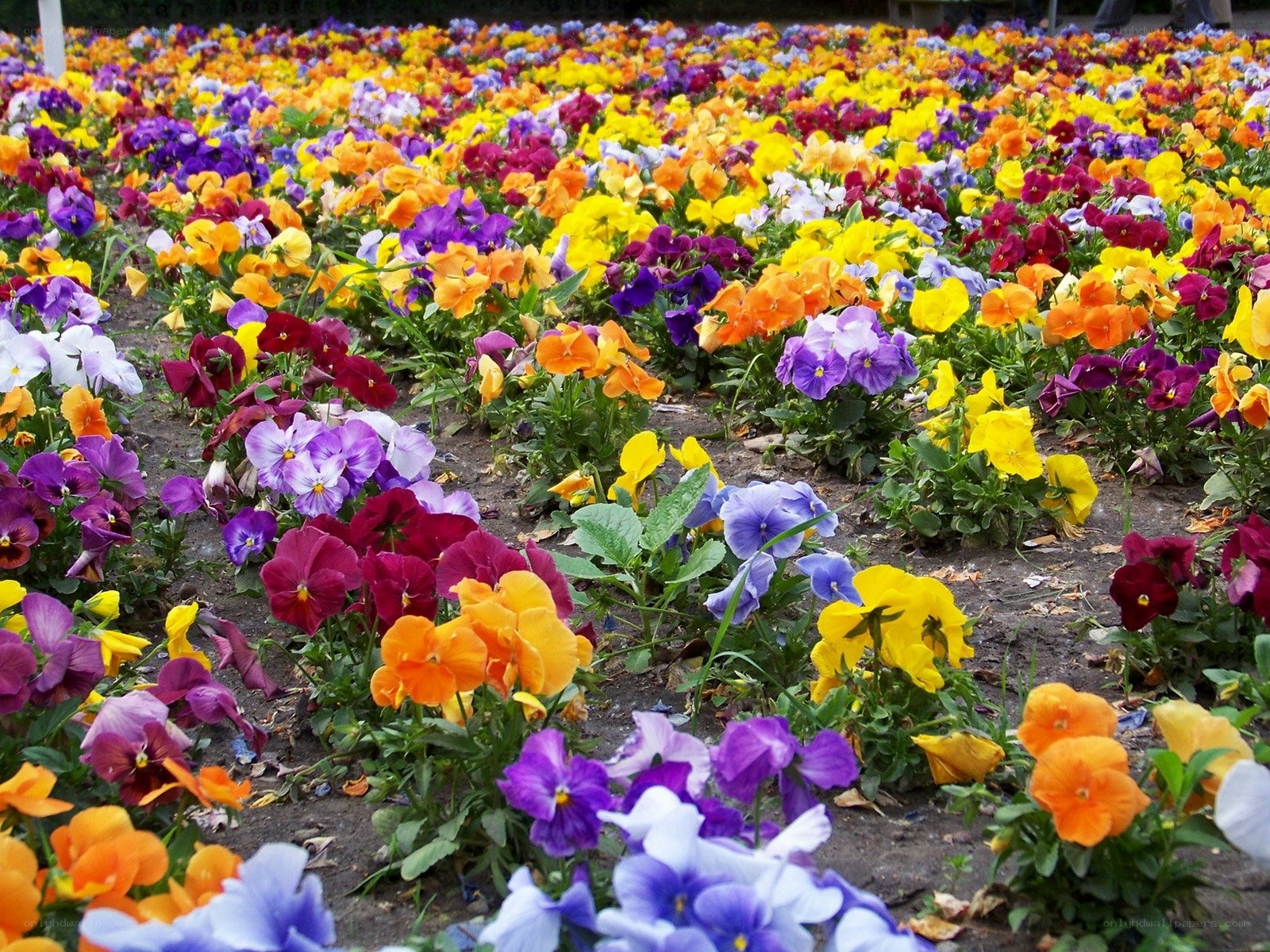 Colorful pansy flower field