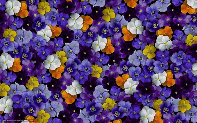 colorful pansy flower pattern