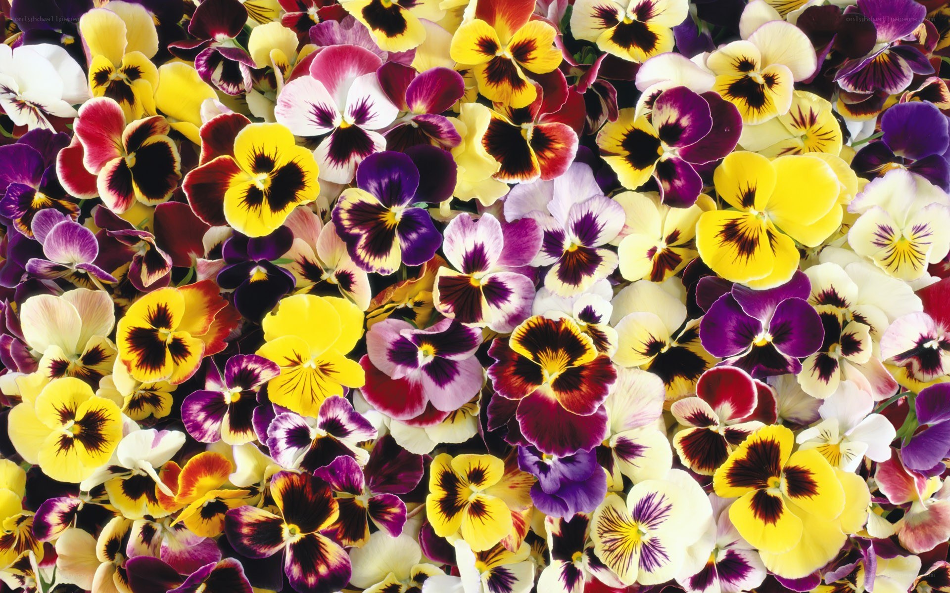 Colorful pansy flowers